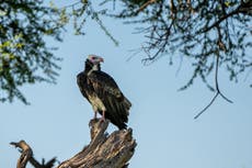 Vulture ‘restaurants’ help protect dwindling raptor populations in Zimbabwe