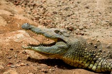 Why crocodiles in South Africa are losing their teeth