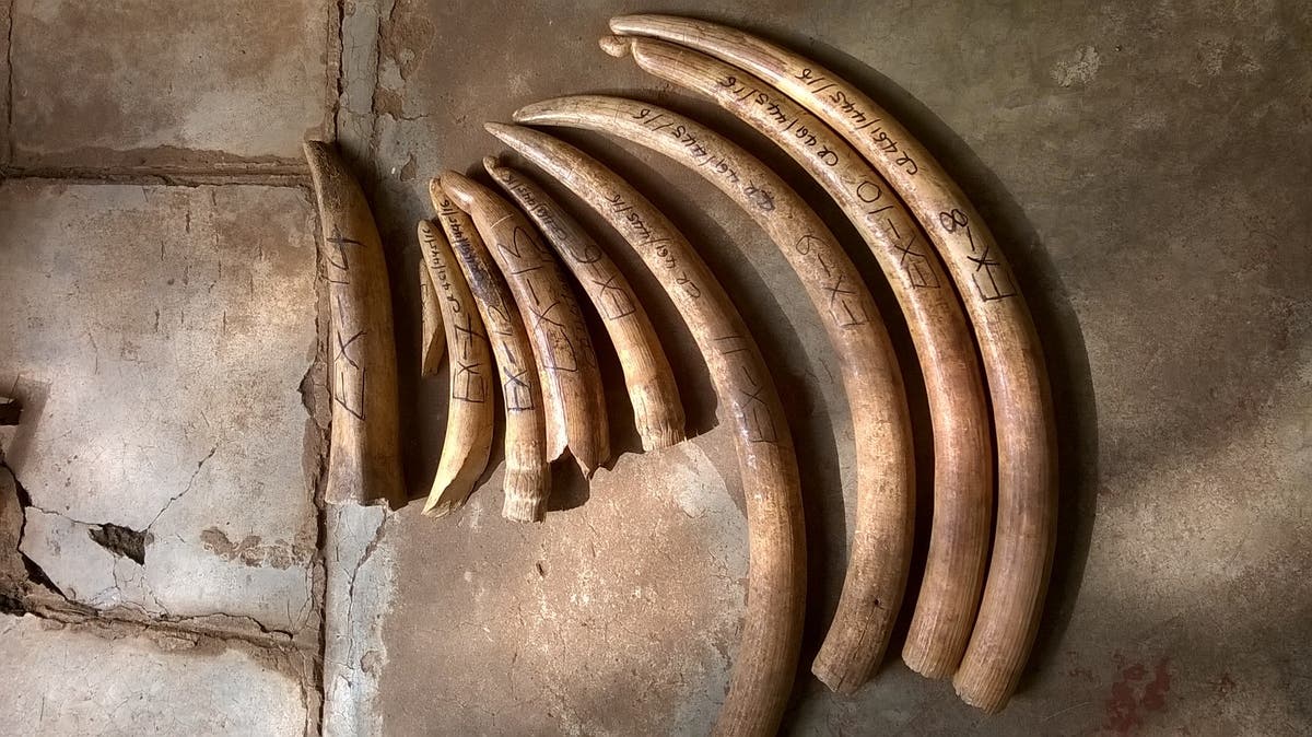 Villagers arrested for attempted sale of ivory tusks in northern Zimbabwe
