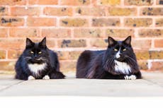Jasper and Willow share Cat of the Year award for bringing ‘comfort’ to hospice