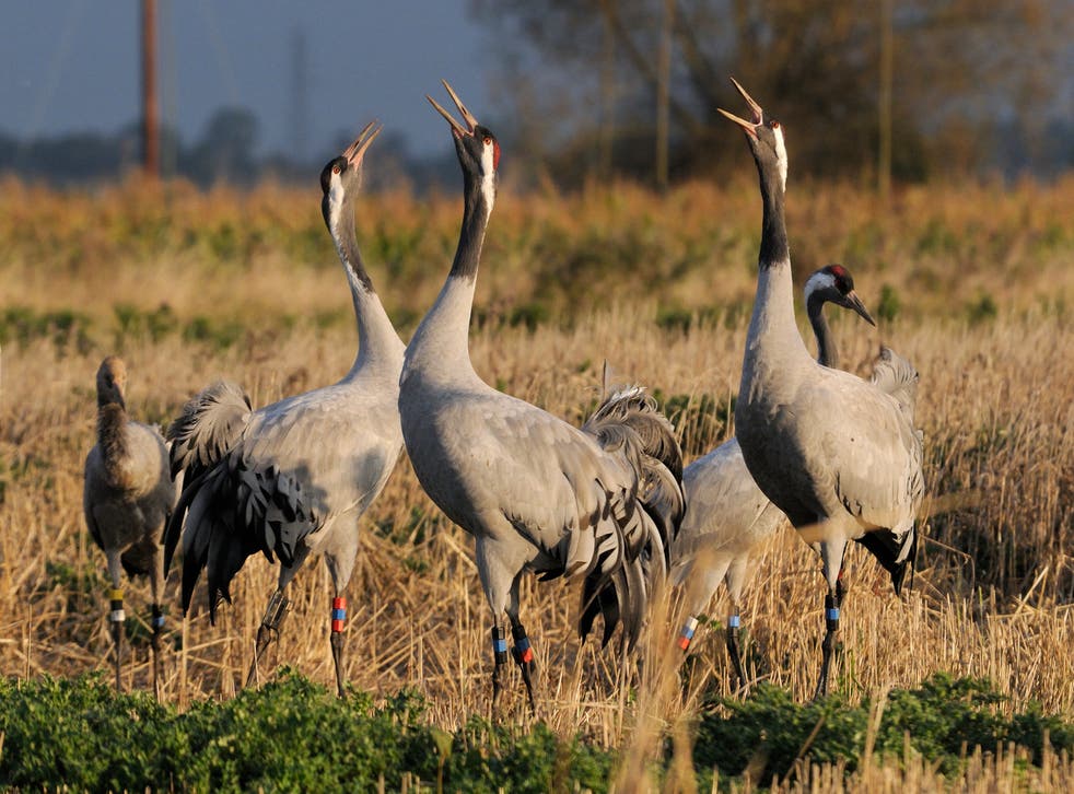 Eurasian cranes are among the wildlife found on the Somerset Levels (Nick Upton/2020 Vision/PA)