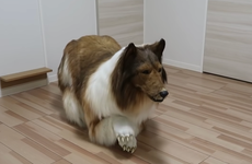 Japanese man spends £12,480 to look like a dog