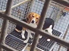 Footage of beagles bred for lab tests shows puppies ‘stressed and confined in cages’