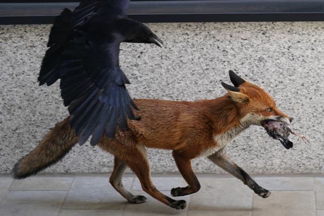 A crow chases an urban fox, who has dug up a bird carcass, outside the Old Bailey, sentraal-Londen