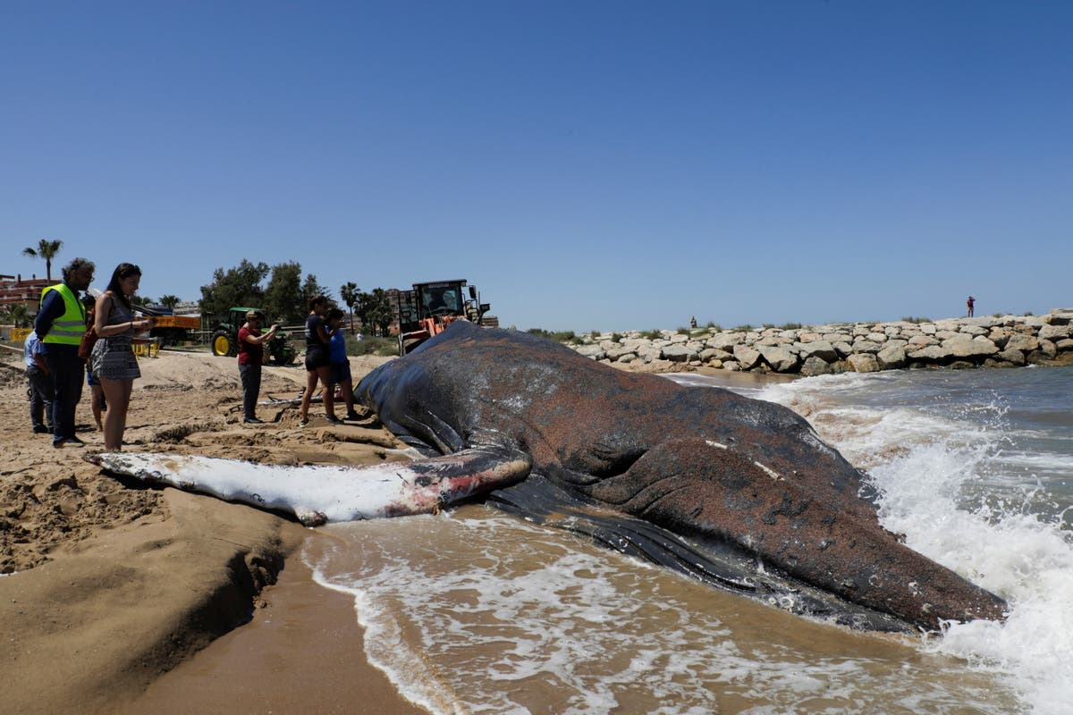 Humpback whale that ‘thanked’ rescuers dies after beaching a week later