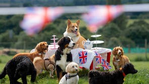 Corgi Charles and friends enjoy a spot of tea during The Jubilee Tea Pawty at award winning doggy day care, Bruce’s
