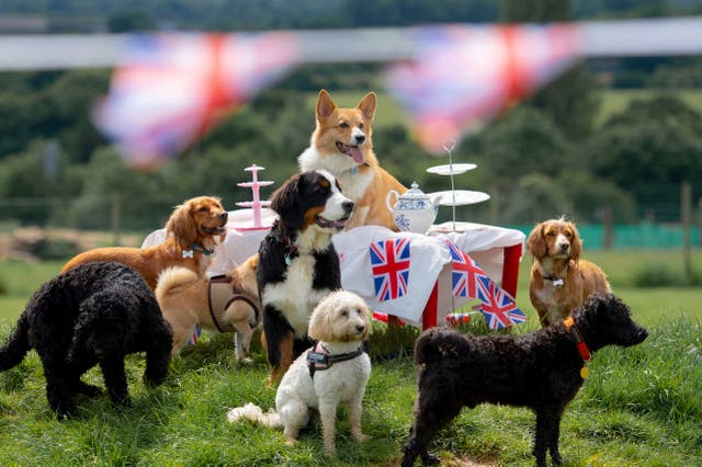Corgi Charles and friends enjoy a spot of tea during The Jubilee Tea Pawty at award winning doggy day care, Bruce’s