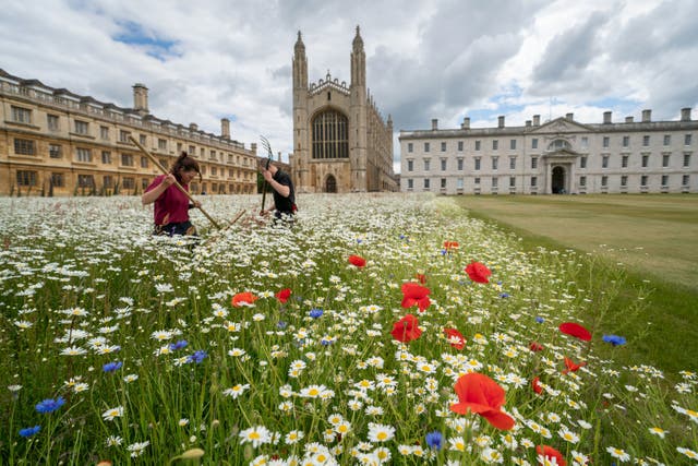 Gardeners David Kay and Lou Singfield tend to the wildflower meadow which has burst into flower at King's College in Cambridge