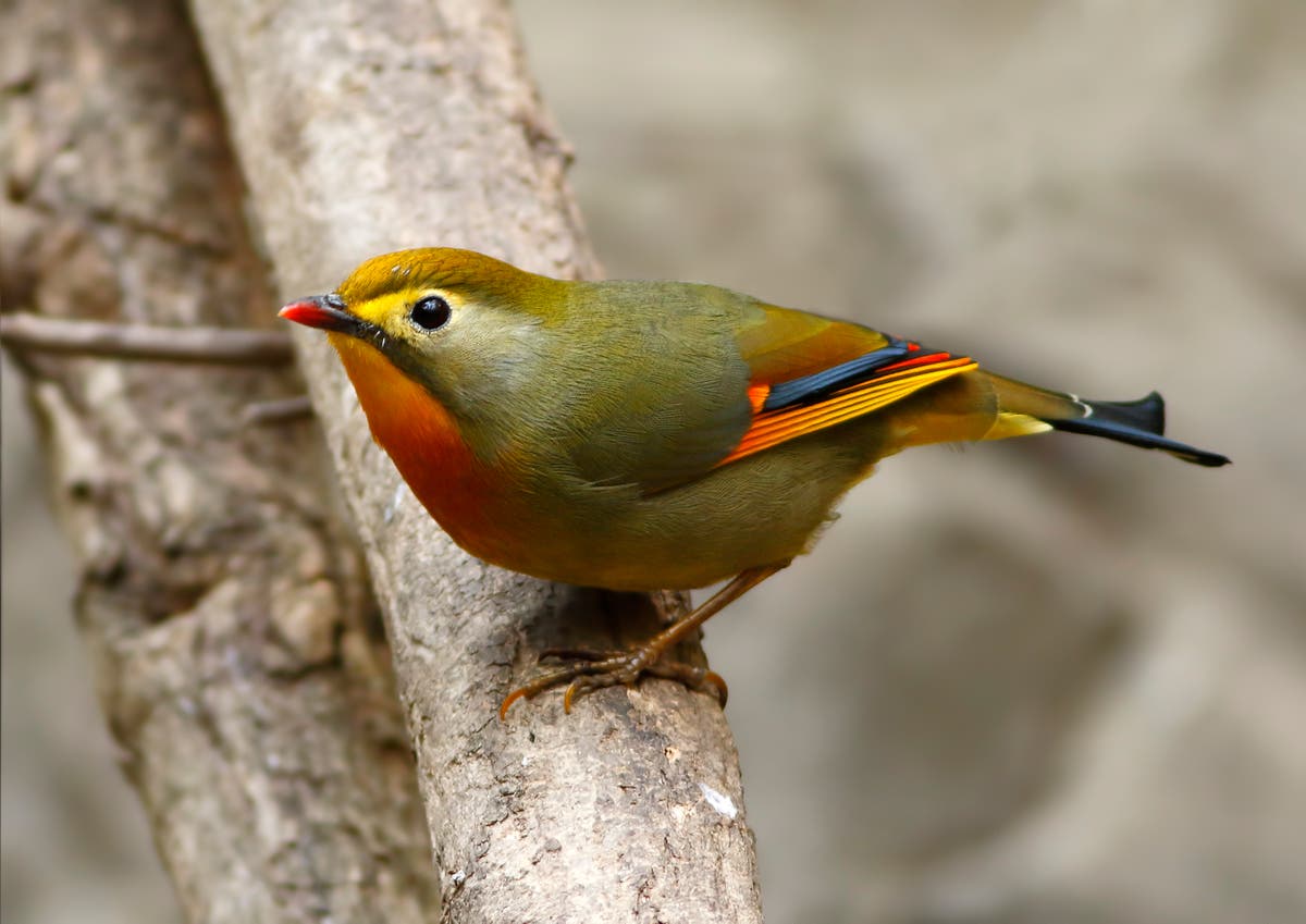 Vocally dominant Asian songbird ‘could change sound of Britain’s dawn chorus’