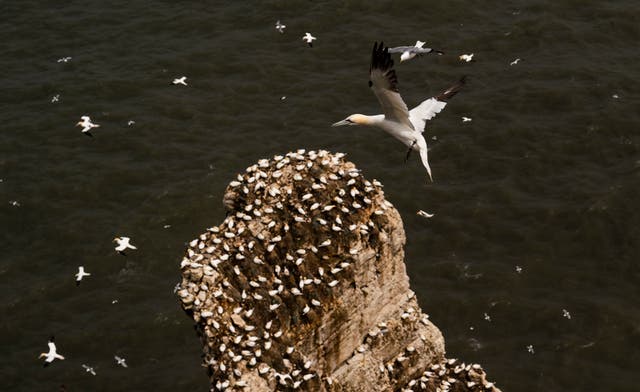 塘鹅聚集在约克郡的本普顿悬崖, 作为结束 250,000 海鸟涌向白垩悬崖寻找伴侣并抚养他们的孩子. 从四月到八月，悬崖上到处都是筑巢的成年人和小鸡