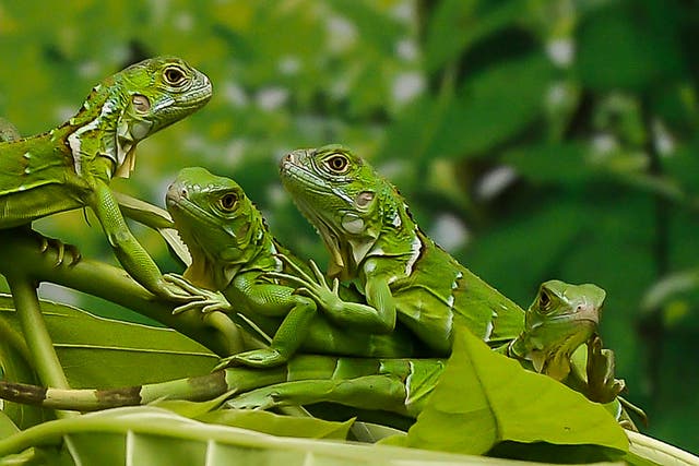 Newly hatched green iguanas rest on a branch in a terrarium at the Chennai Snake Park in Chennai