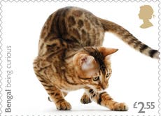 Purr-fect! New stamps capture cat quirks