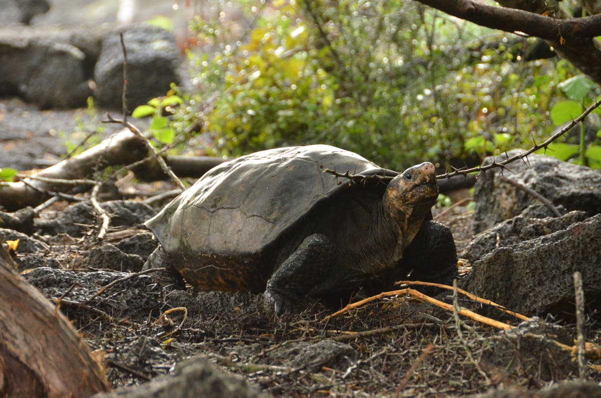 ‘Fantastic’ giant tortoise believed extinct for a century found alive in Galápagos