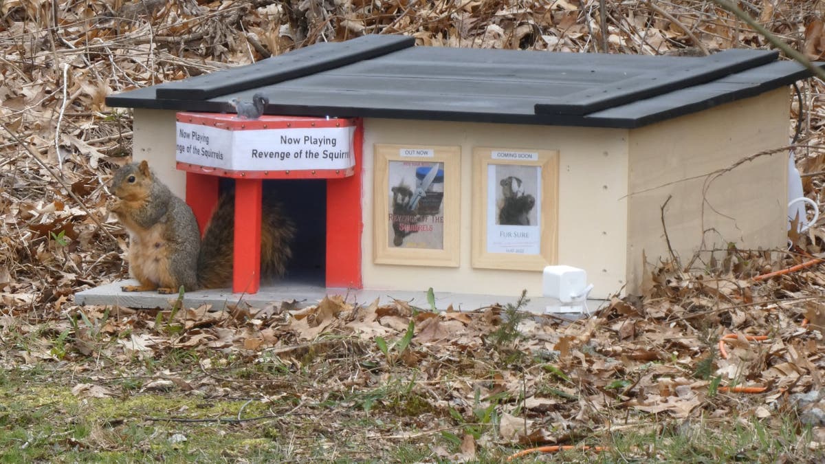 Man spent $600 building mini cinema for wild squirrels