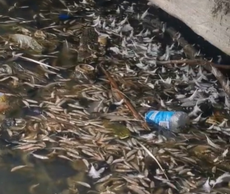 Mystery as thousands of dead fish found in Glasgow pond