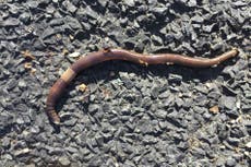 Invasive jumping worms are spreading like wild in Connecticut