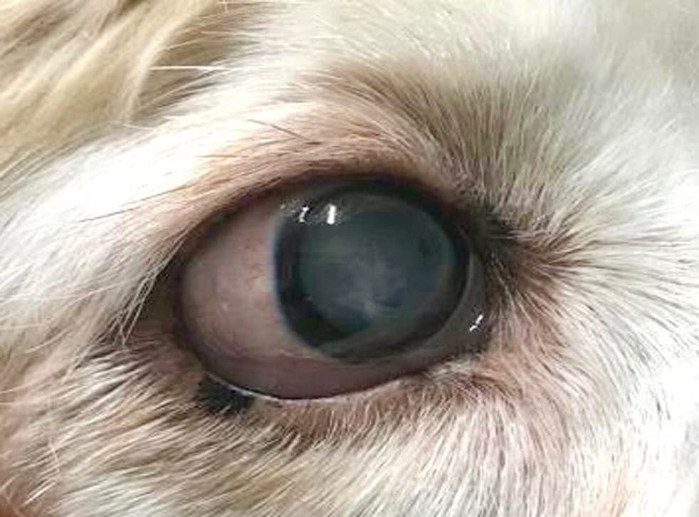 A close up of Mollie’s eye showing the cataract (PA Real life/Collect)