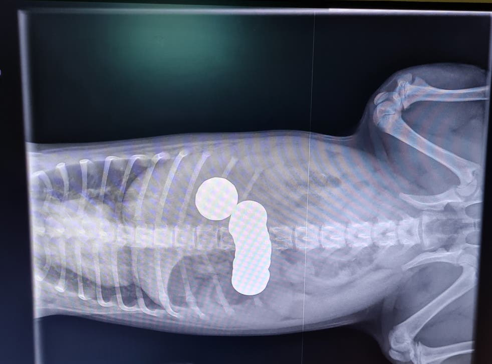 X-ray images showed Daisy had swallowed 20 moedas (PDSA/PA)