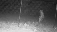 Terrifying CCTV captures unidentified creature roaming Texas zoo
