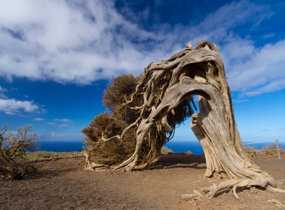 <p>El Sabinar, a windswept juniper tree in La Dehesa, El Hierro </p>
