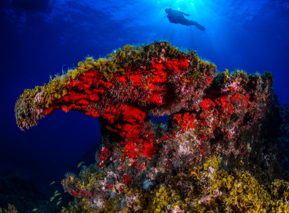 <p>One of the reefs off El Hierro</p>