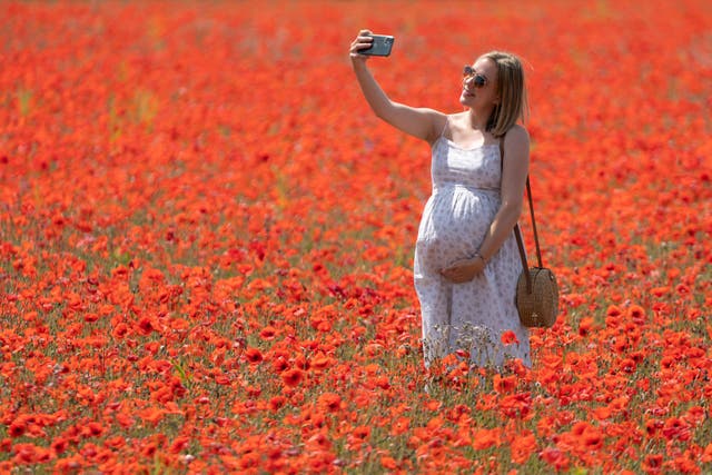 Paige Dawson, 28, takes a selfie with her baby bump in a huge field of poppies in flower in Bramford, Suffolk