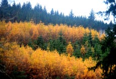 Tree planting rates static despite Government pledge to boost woodland creation