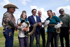 Burmese python hunt in Florida Everglades slated for August