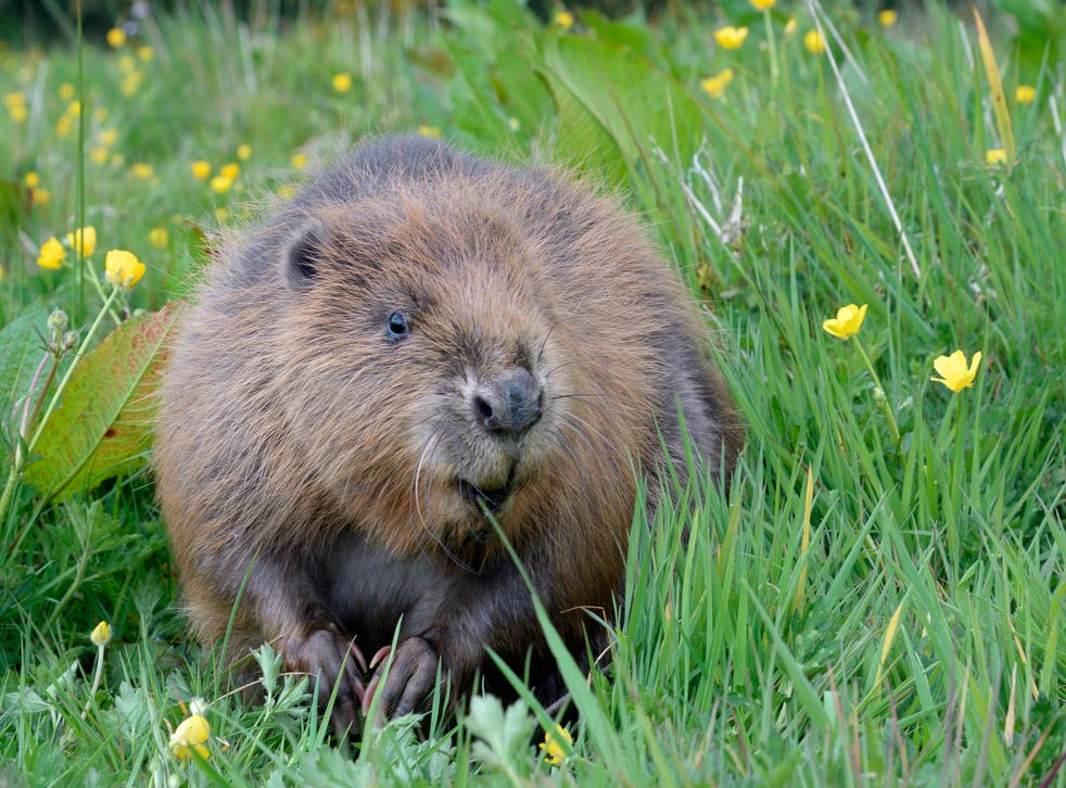A beaver at the Cornwall Beaver Project (Nick Upton/Cornwall Wildlife Trust)