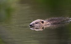 New legal protections for wild beavers in England a ‘gamechanger’ conservationists say 