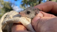 Tiny marsupial that survived wildfires now facing extinction threat from feral cats