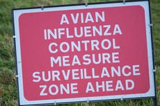 Birds culled as avian influenza case detected in Sussex