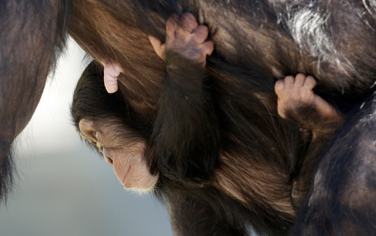 Group blasts Chimp Haven fight deaths; wild chimps also kill