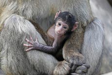 Blair Drummond welcomes new baby macaque