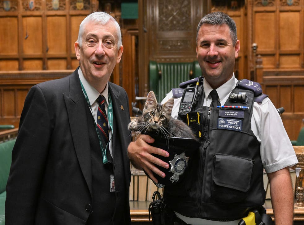 Other people in House of Commons are enjoying having the kitten around (Jessica Taylor/UK Parliament)