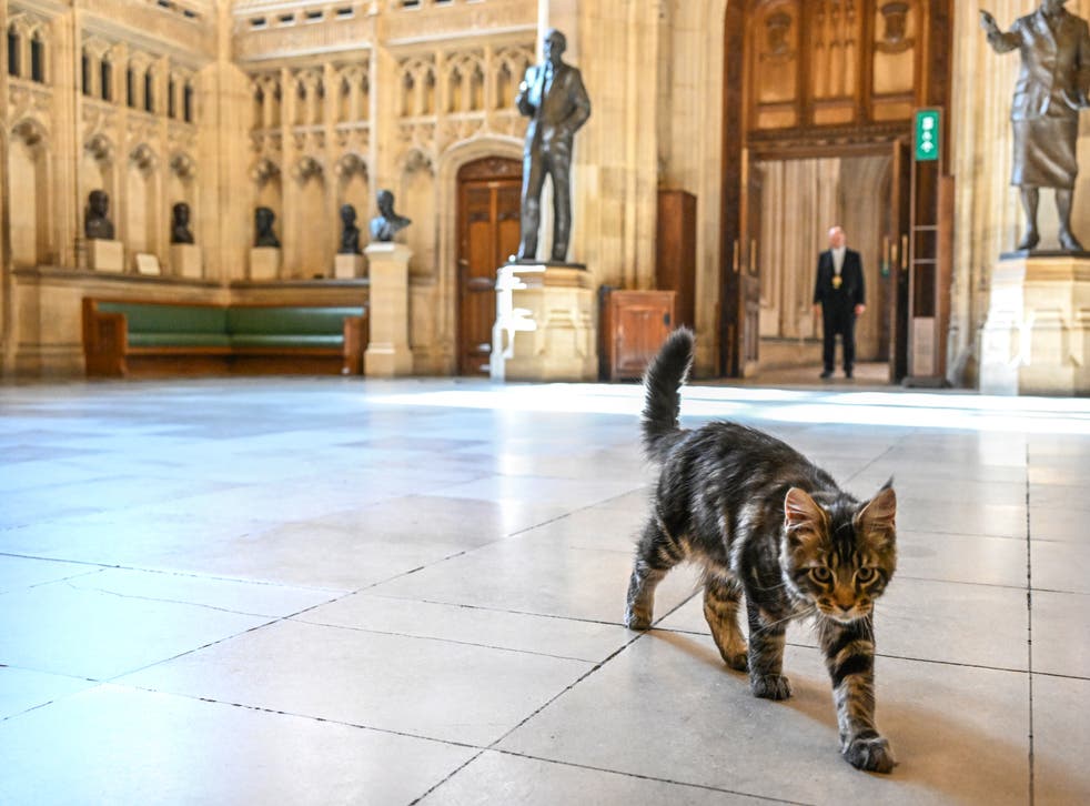 The kitten, Clement Attlee, enjoys to play around the House of Commons (Jessica Taylor/UK Parliament)