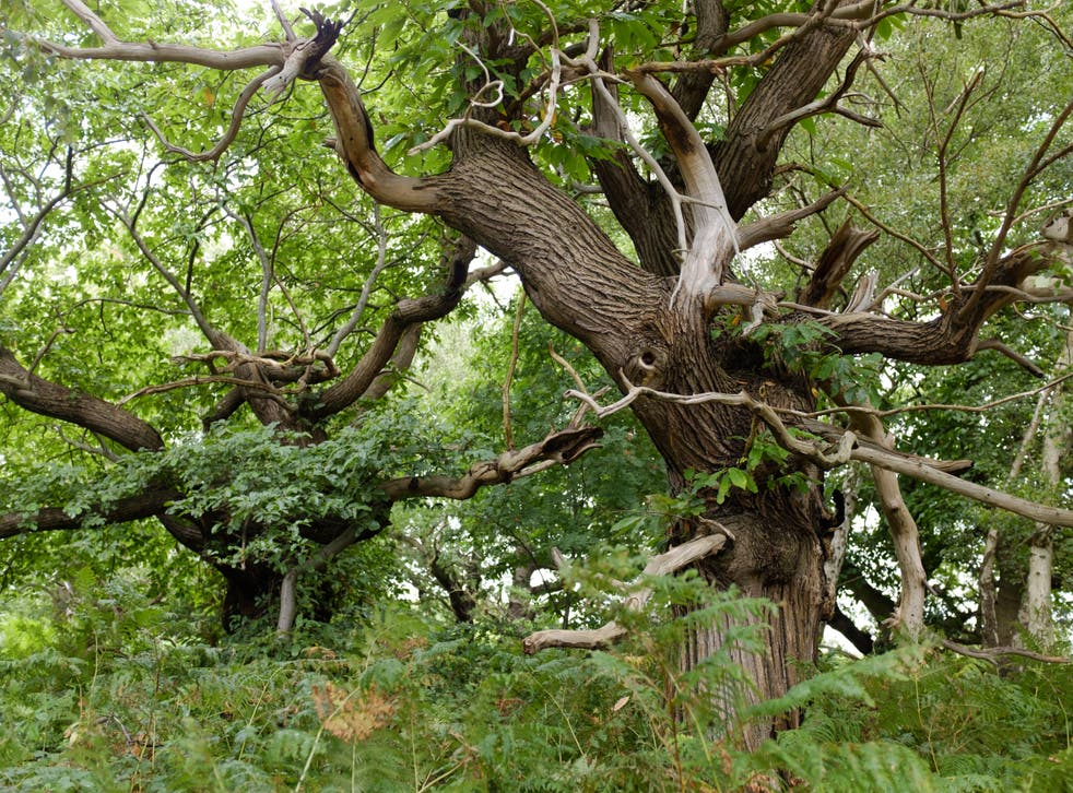 Shorne Wood is one of the areas that could be affected by the plans (Greg Hitchcock/WTML/PA)