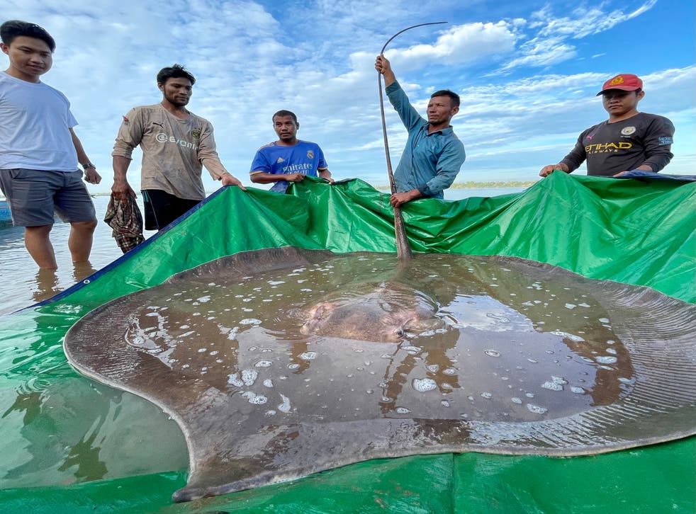 <p>The giant female stingray was caught and released in the Mekong River in Cambodia's Stung Treng province</p>