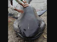 Rare 15ft megamouth shark washes up on Philippines beach