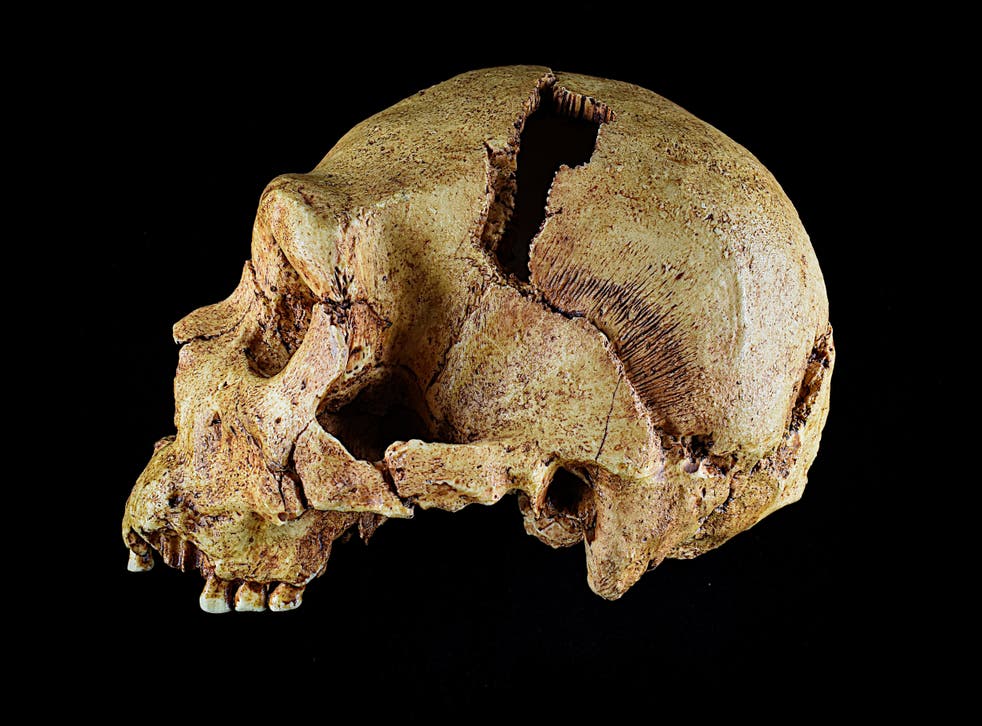 The skull of homo heidelbergenis (Department of Archaeology, University of Cambridge/PA)