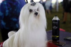 Westminster dog show gets 4 ファイナリスト, and one has NFL ties