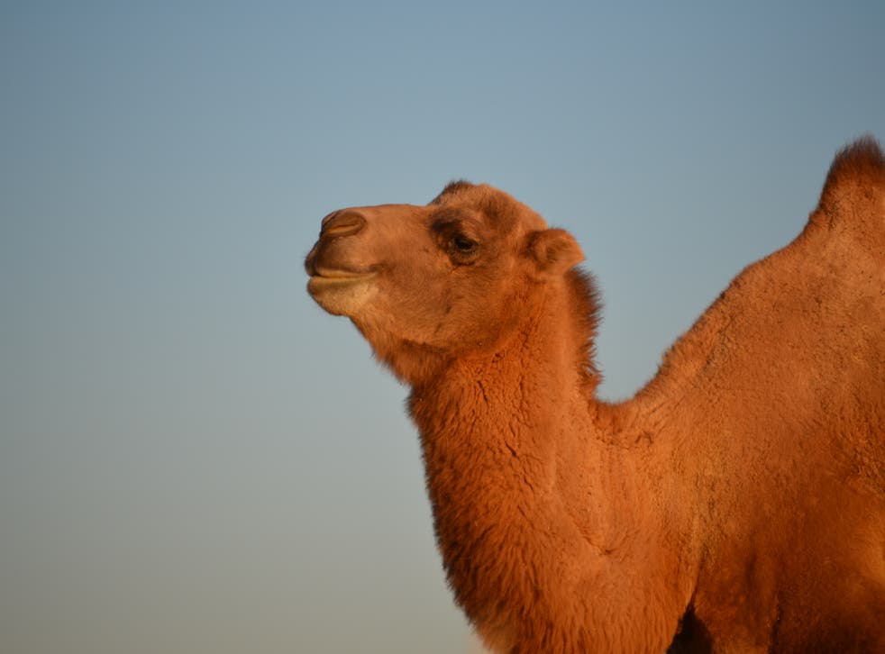 The wild camel should not be confused with its domesticated cousin, the Bactrian camel