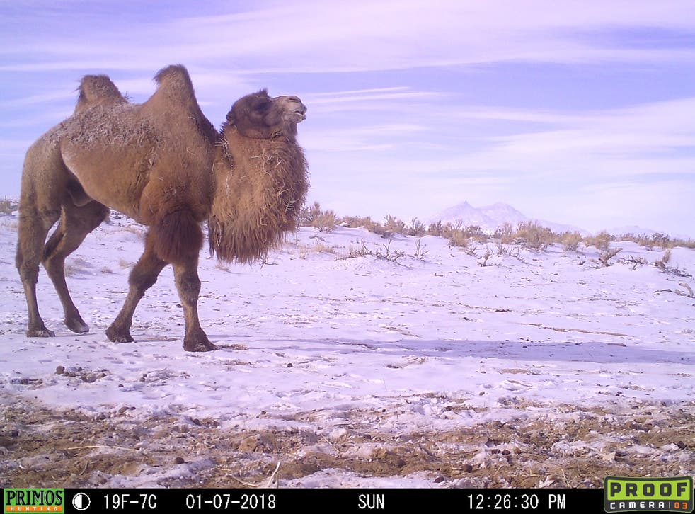 Wild camel caught on a camera trap. Mongolie (Anna Jemmett/Wild Camel Protection Foundation/PA)