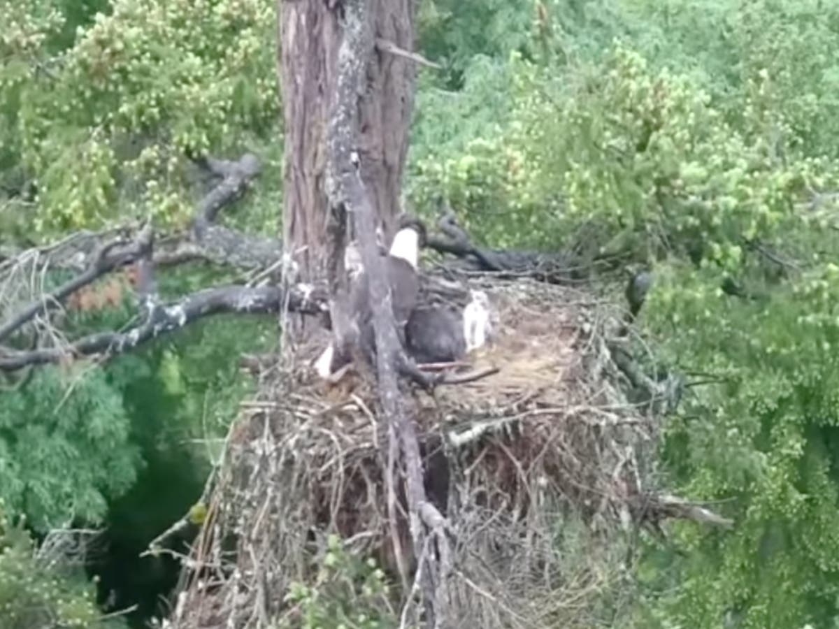 Eagle snatched baby hawk for dinner but ended up adopting it, says conservationists
