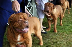 Good dog! Westminster dog show gets set to pick a winner