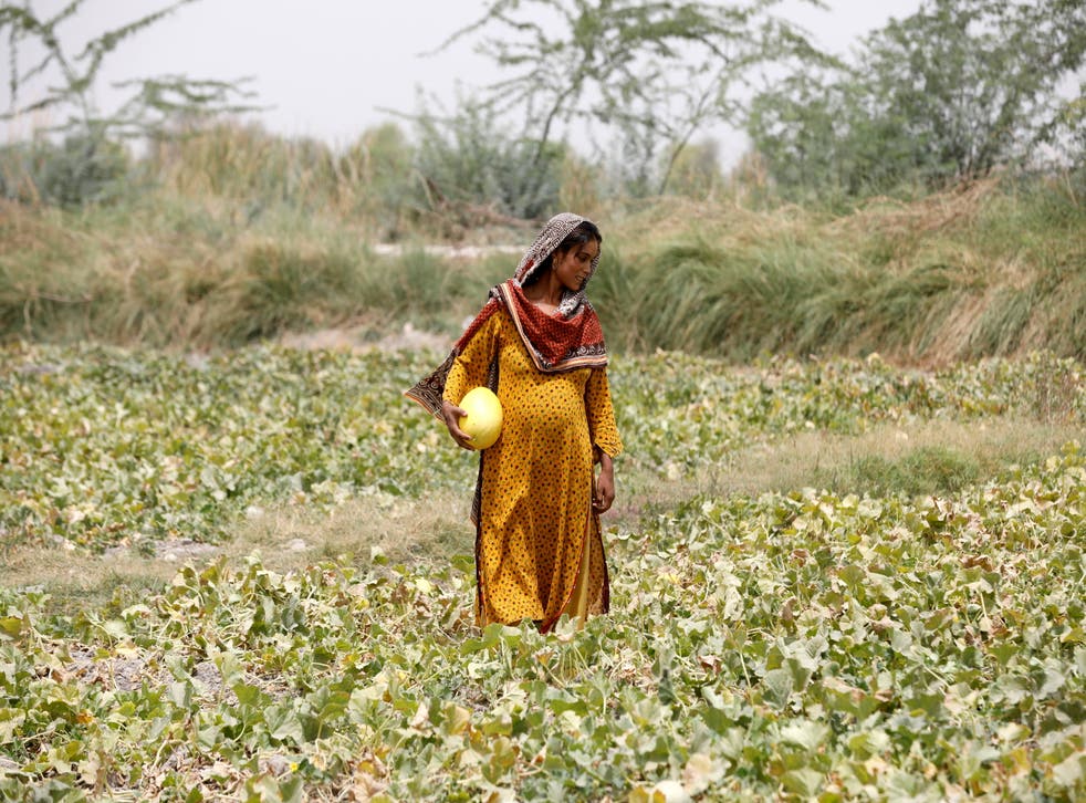 <p>Heavily pregnant Sonari collects muskmelons during a heatwave at a farm on the outskirts of Jacobabad</p>
