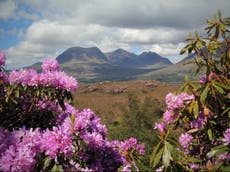 How beautiful but deadly rhododendrons threaten the UK’s most vulnerable woodlands