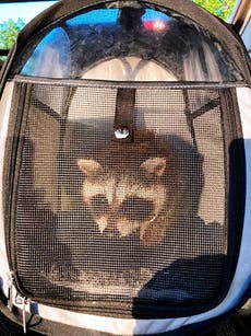 Pair face fines after taking raccoon into pet store