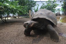 Tortoises can slow down ageing process, 研究は示唆している