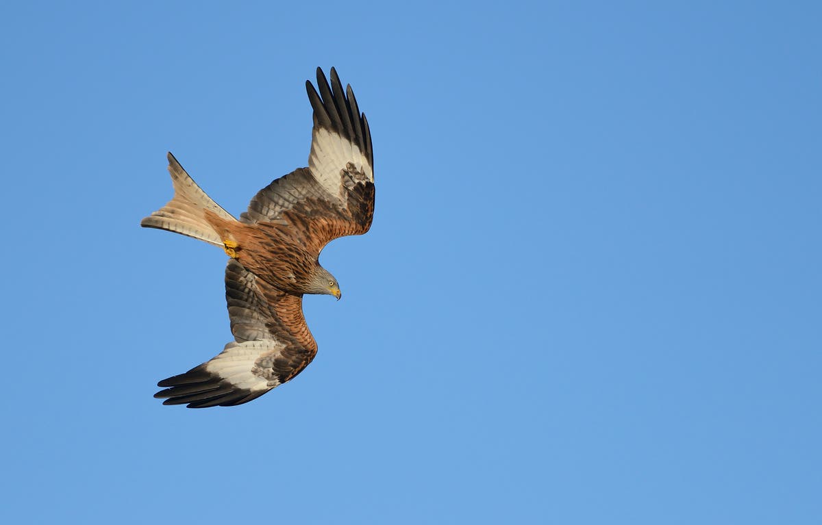 Red kite chicks head for Spain as UK returns favour for reintroduction scheme